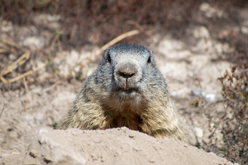Marmotte