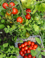 Plump red tomatoes on the vine, above a full basket