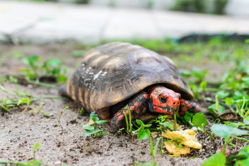 Cherry Head Red Footed Tortoise