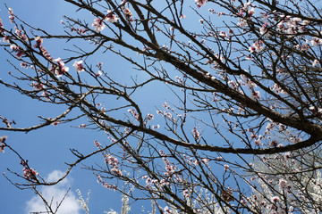 Japanese apricot flower with blue sky. Spring concept.