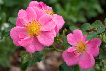Dwarf rose, Rosa patio