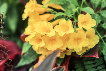 Yellow trumpetbush or yellow flowers in the background in soft focus,Yellow elder, Trumpetbush, Trumpetflower, Yellow trumpet-flower