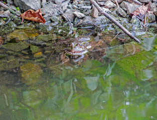 Big frog in the pond water. Common frog (Rana temporaria) sitting in its nature habitat - in a marsh. Amphibian animal close up view.