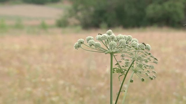 Cicuta virosa, the cowbane or northern water hemlock (Cicuta virosa) is a poisonous plant which contains cicutoxin that disrupts the workings of the central nervous system