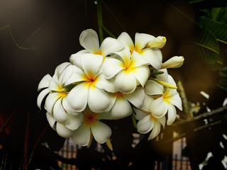 White plumeria as know as frangipani flower on black background