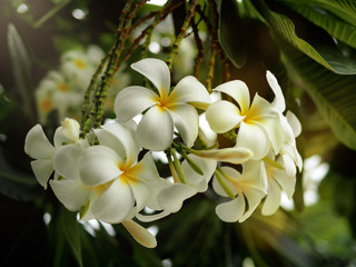 White plumeria as know as white frangipani flowers from tropical