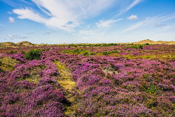 heather field of purple flowers