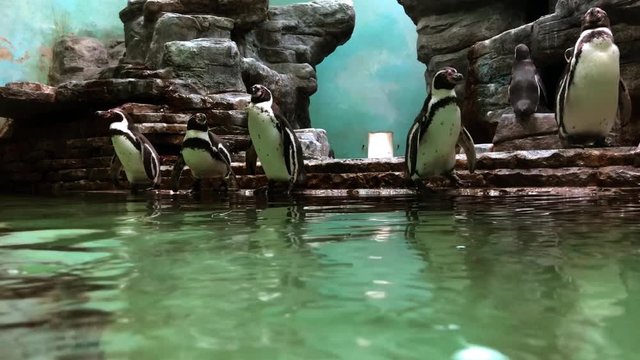 Group of penguins in the aqua zoo