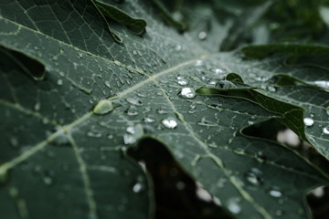 raindrops on a leaf