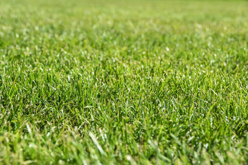 Fussball Soccer Golf Rasen Feld 