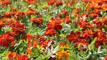 Naklejka premium macro of group of orange Tagetes or Marigold, floral background