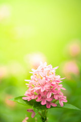 Portrait view of beautyful pink flower blossom and green leaves on greenery blurred background in garden.