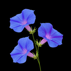 Blue flowers isolated on a black background