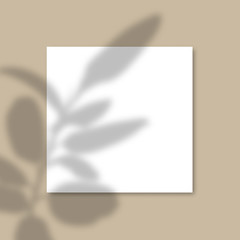 Square Paper Mockup with realistic shadows overlays leaves on beige background. Vector Shadow Of A Tropical Plant.