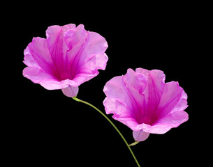 Pink flowers isolated on a black background