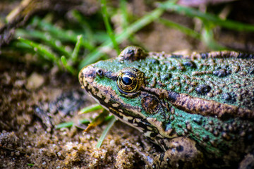 On the sandy shore frog close-up