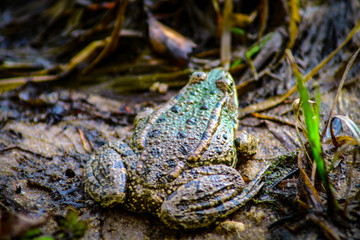 Among the thickets of grass and the sandy shores of the urban river is the frog