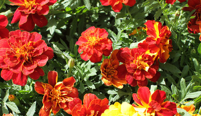 Tagetes or Marigold for colorful garden and perennial park