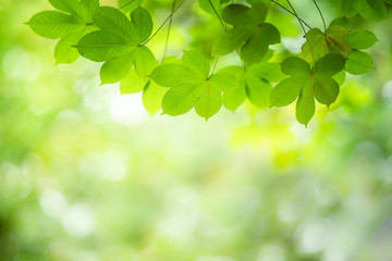 Fototapeta na wymiar Closeup nature view of green leaf on greenery blurred background.
