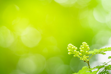 Fototapeta na wymiar Closeup view of green leaves with beauty bokeh under sunlight.