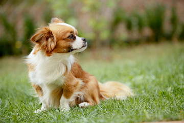 Cute and funny red light pekingese dog in autumn park playing with leaves and joyful. Best human friend. Pretty mature dog in garden around sunlight