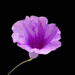 Fototapeta premium Violet flower isolated on black background