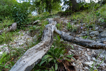 Klosterfelsenweg im Donautal / Wanderung