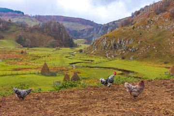 Autumn landscape in Fundatura Ponorului, also known as 