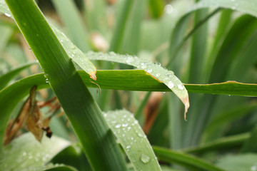 Rain drops on the green leaves. Freshness 