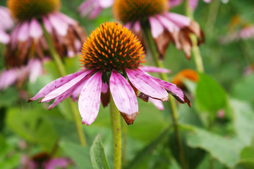 Echinacea flowers wilted. Herbal health 
