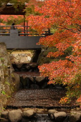 Obraz premium 紅葉に覆われた日本庭園を流れる小川