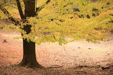 公園の黄色く色づいた銀杏