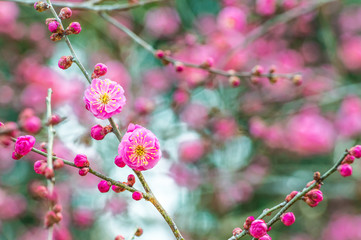 八重咲き紅梅