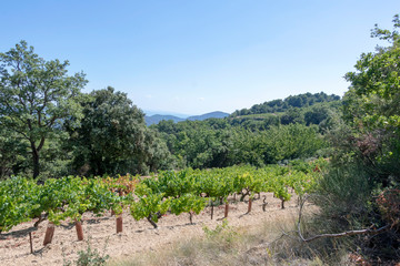 Fototapeta na wymiar Dentelles de Montmirail chain of mountains and vineyards in wine region Provence in Vaucluse, France