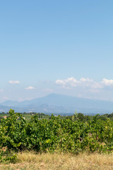 Fototapeta na wymiar Mont Ventoux highest peak in Provence, iconic symbol of Vaucluse, Provence, France