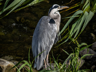 Eastern gray heron in Sasebo River 1