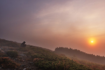 Naklejka na ściany i meble Evening on a mountain ridge with mystical fogs and scenery in the Ukrainian Carpathians.