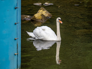 mute swan in Saza river Nagasaki Japan 1