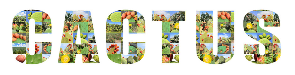 Word Cactus. Banner made of photos Sabra cacti and Israel plantations. Opuntia cactus with large flat pads and red thorny edible fruits. Cactaceae. Prickly pears fruit. Sabra Fruit. Isolated on white