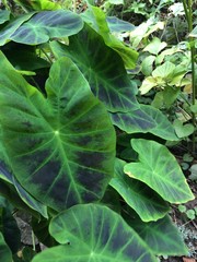 closeup of green leaves
