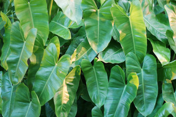 Green leaves in the background in soft sunlight.Heart shaped leaves.