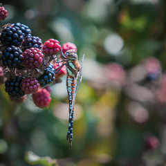 A square image of a Migrant Hawker dragonfly, Aeshna mixta, hanging on Bramble, Rubus friticosus,...