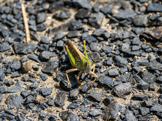 Japanese migratory locust on a paved path 1