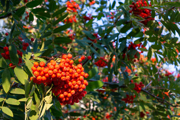 Fototapeta premium Ripe red bunches of rowan on a tree in late summer