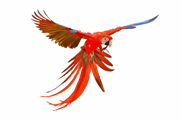 Scarlet macaw isolated on white background.