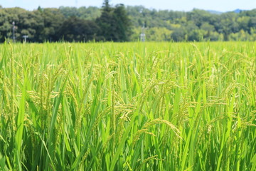8月の稲穂