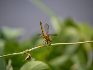 female scarlet skimmer on a vine 4