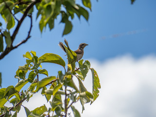 Eurasian tree sparrow in a Saza tree 1