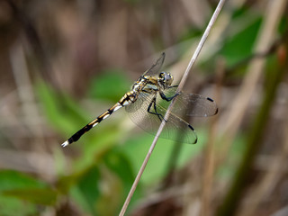 female whitetailed skimmer on a reed 1