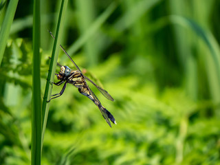female whitetailed skimmer on a reed 4